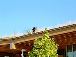 Those aren't weedy gutters! That's a living roof on one of Seattle's libraries. Photo: benet2006/Flickr