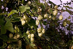 Hop on Pop! Hops are big in gardening this year. Photo: Andy Rogers/Flickr