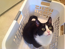 Cats should always be hand-washed lukewarm and allowed to lie flat to dry. Photo: E Photos/Flickr