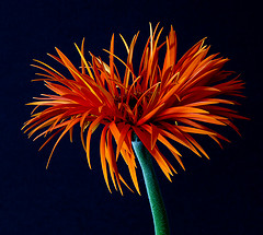 Photo: Rick Ligthelm/flickr