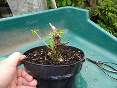 Jerry Norbury/flickr