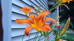 Michael McCulloch/flickr