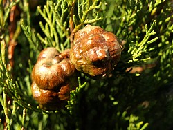 "Tree cankers" by internets_dairy/flickr