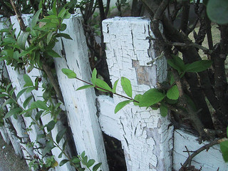 White picket fence White picket fence