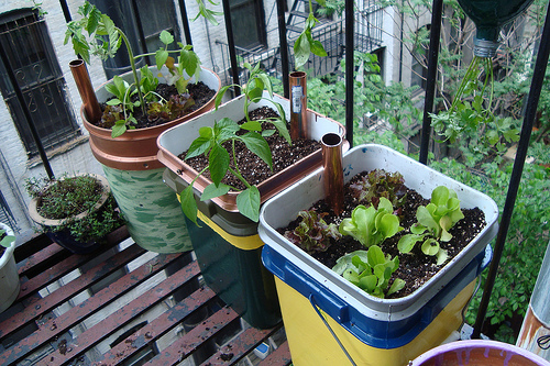 How to Make Self-Watering Containers for Your Garden - Networx