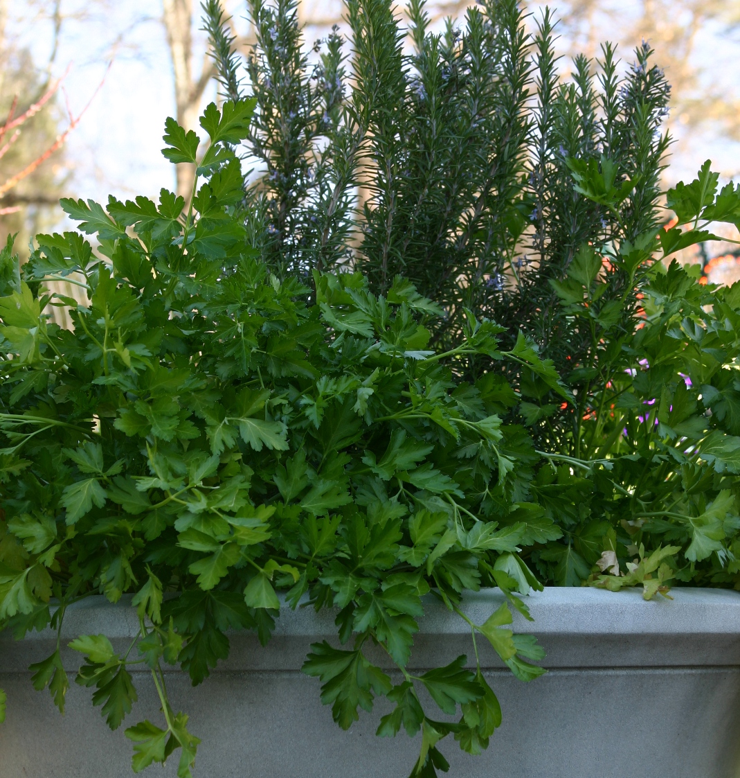 7 Giant Herbs You Can Grow at Home Networx