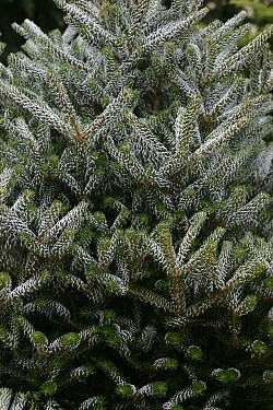 Abies koreana. Photo by Erica Glasener.