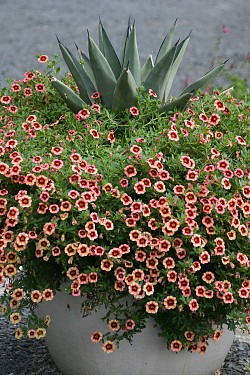 Agave scbra x 'Fernandi Rex' with Calibrachoa 'Coralberry Punch'. Photo by the author, Erica Glasener.