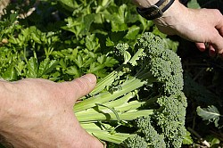 Still life with hands and broccoli. (Photo: Samuel Mann/Flickr)
