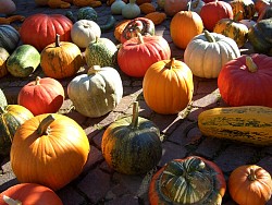 This assortment of squash and gourds offers unlimited Halloween fun potential. (Manny Proebster/sxc.hu)