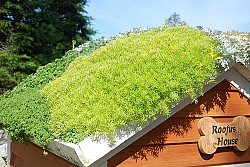 This doghouse at the Main Botanical Gardens has a green roof. Photo: InAweofG-d'sCreations/Flickr.
