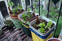 Photo of self watering planters by Mike Lieberman/Urbanorganicgardener.com.