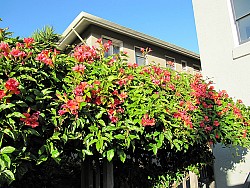 Photo of trumpet vine growing on a fence by portmanteaus/Flickr.