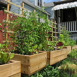 4x4 gardens in an urban Chicago backyard. Photo: roman.petruniak/flickr creative commons.