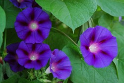 Photo: kconnors/morguefile.com