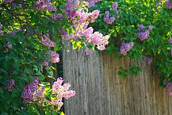 Rachel Kramer/flickr