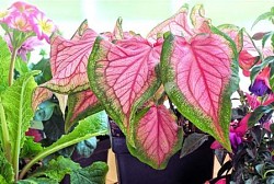 Houseplant care  JillWellington / pixabay