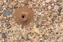 Ant hill  Alan Levine / flickr 