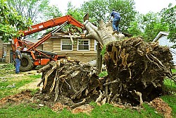 Damaged tree removal Win Henderson / Wikimedia 