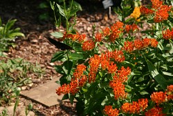 Asclepias tuberosa. Photo: Erica Glasener