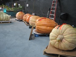 Giant pumpkins at the National Heirloom Expo. --Jordan