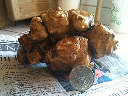 A russet potato-sized Jerusalem artichoke. Photo: Jordan Laio