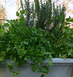 My own big and beautiful Italian flat leaf parsley. -- Erica