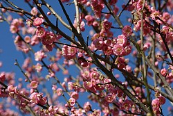 Prunus mume (Japanese apricot). Photo by Erica Glasener.