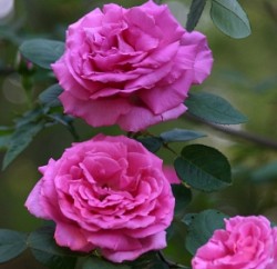 Bt makes these roses bloom. (Roses and photo by Erica Glasener.)