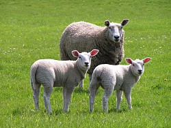 If you're up all night counting these cute little guys, consider some alternatives. Mar N/stock.xchng