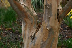 Stewartia pseudocamelia bark in March. Photo by Erica Glasener.