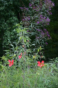 Vernonisa novaborensis &amp; Hibiscus coccineus are often mistaken for weeds.  Photo by Erica Glasener.