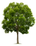 Tree Tree