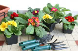Flower Image