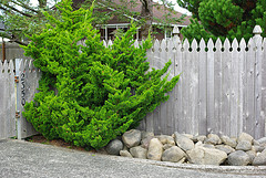 wood fence