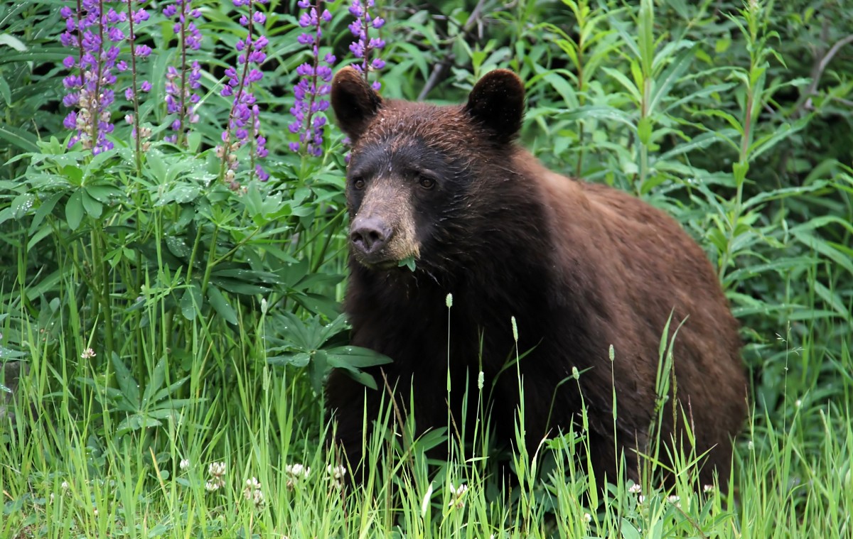 A bear hunts for food in a yard. Photo by mazwebs/sxc.hu.