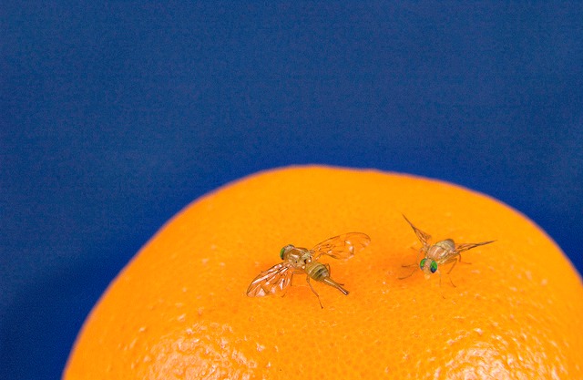 Photo: USDA/flickr