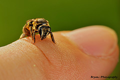 Photo: Bryan Sie/flickr