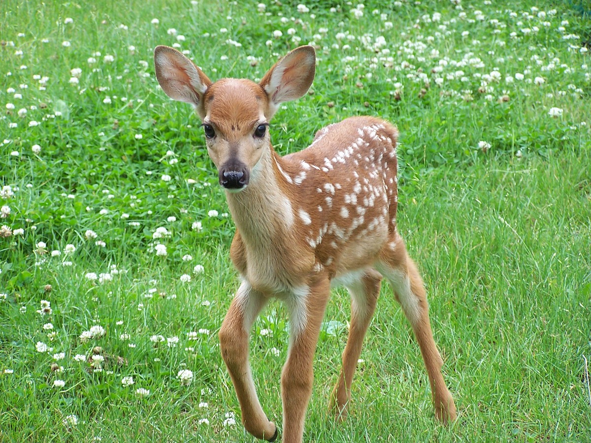 Photo: trooney, morguefile.com