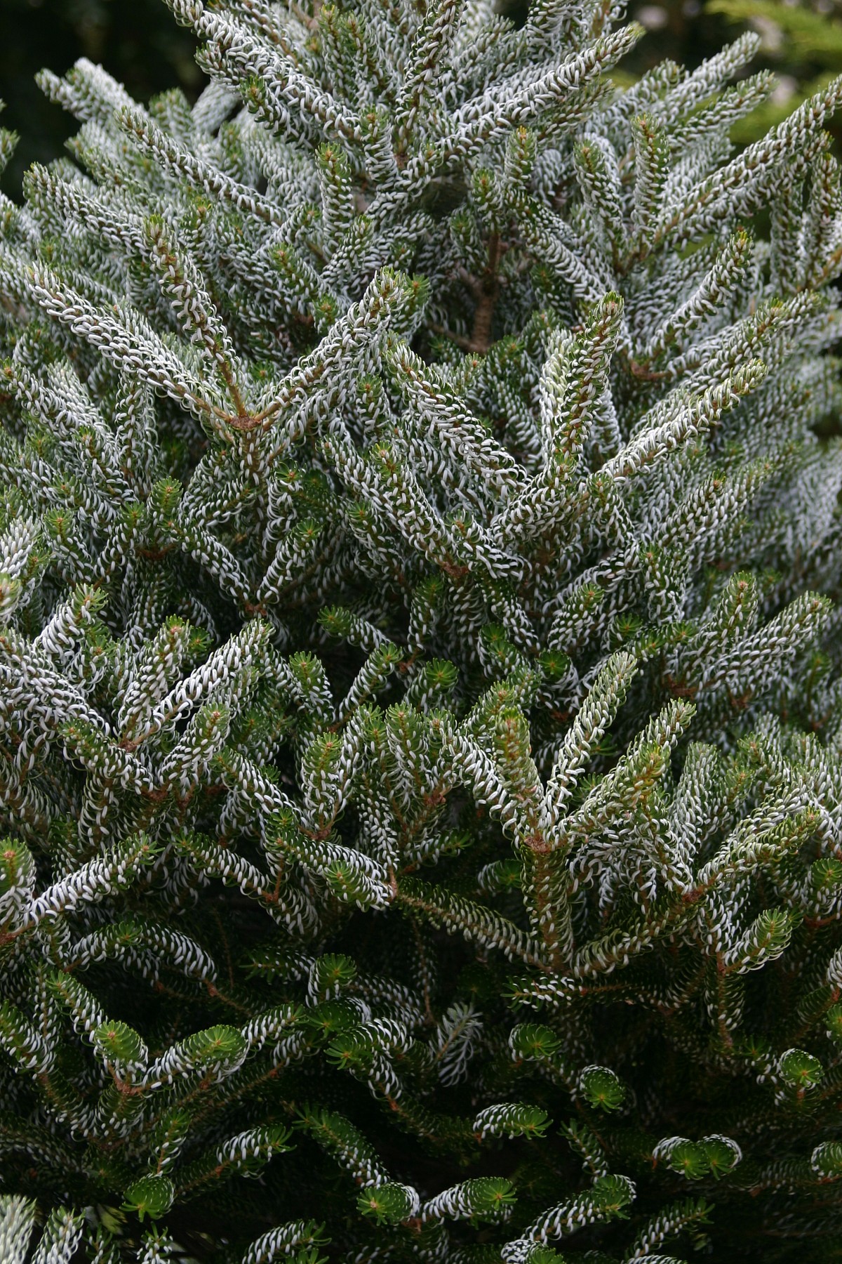 Abies koreana. Photo by Erica Glasener.