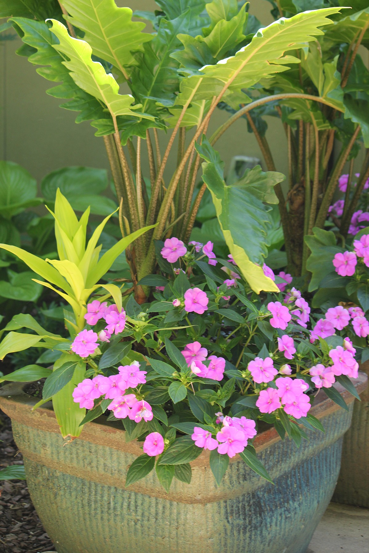 Alocasia Boa with NG Impatiens Fanfare Orchid