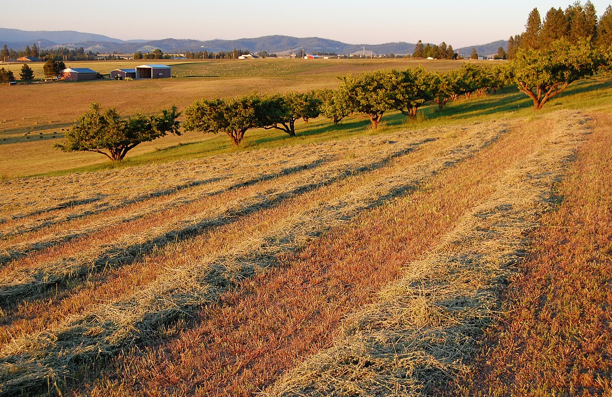 Straw fertilizes crop rows. (Photo: Craig Goodwin/sxc.hu)