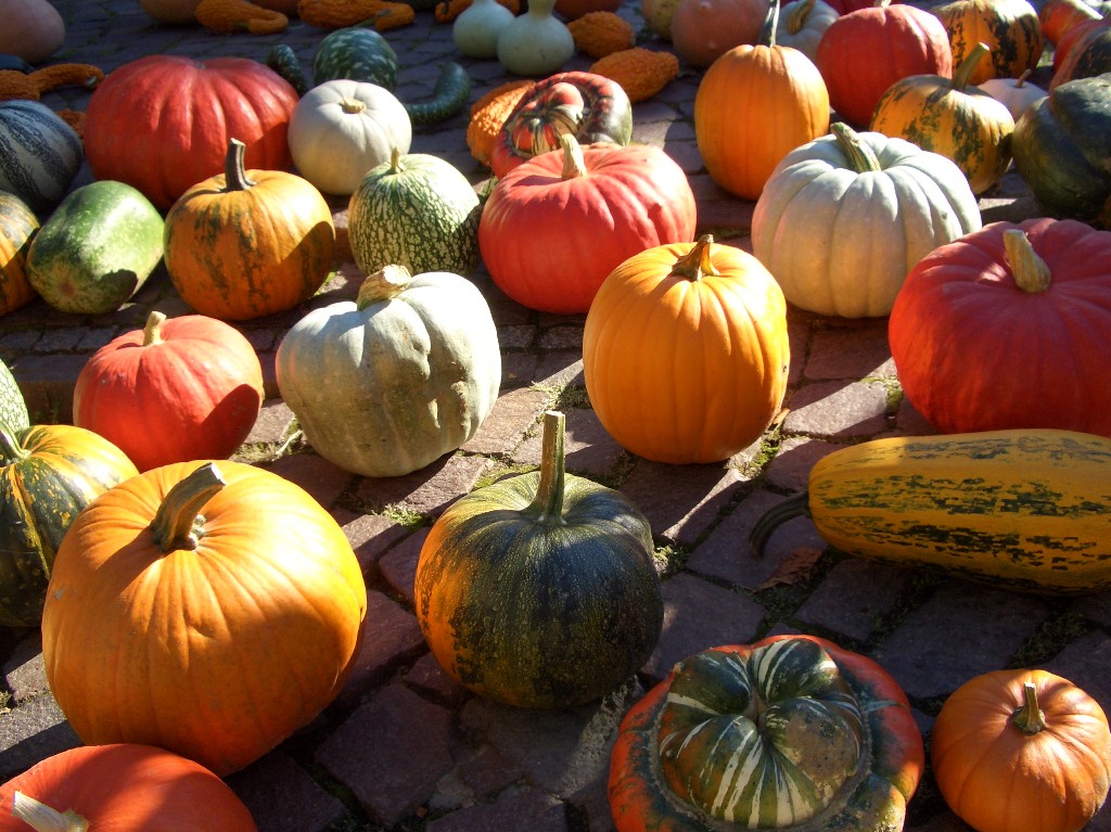 This assortment of squash and gourds offers unlimited Halloween fun potential. (Manny Proebster/sxc.hu)