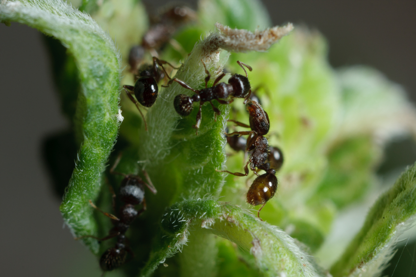 Pavement ants. Photo by mehampson/istockphoto.com.