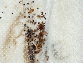 How to Find and Eliminate Bed Bugs - Networx