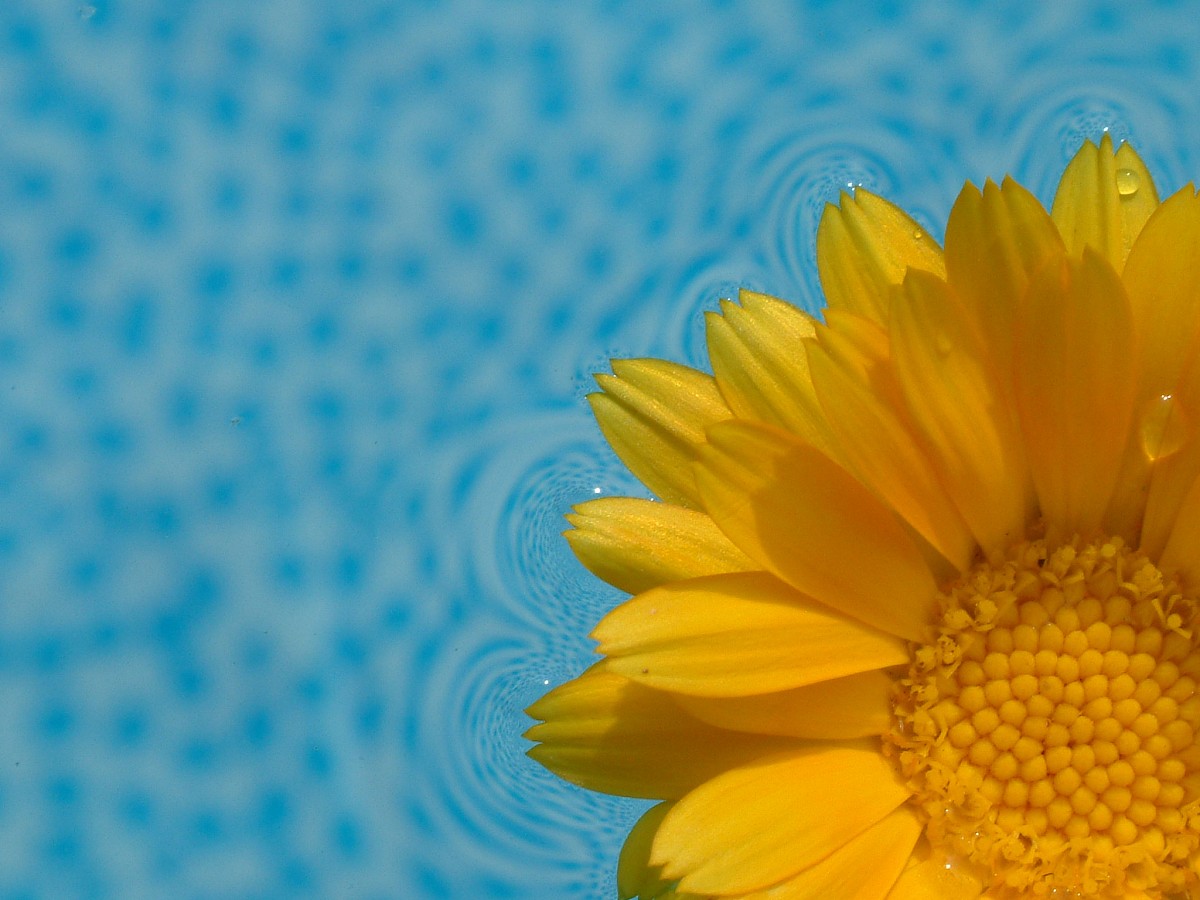 Calendula.  dinny/stock.xchng