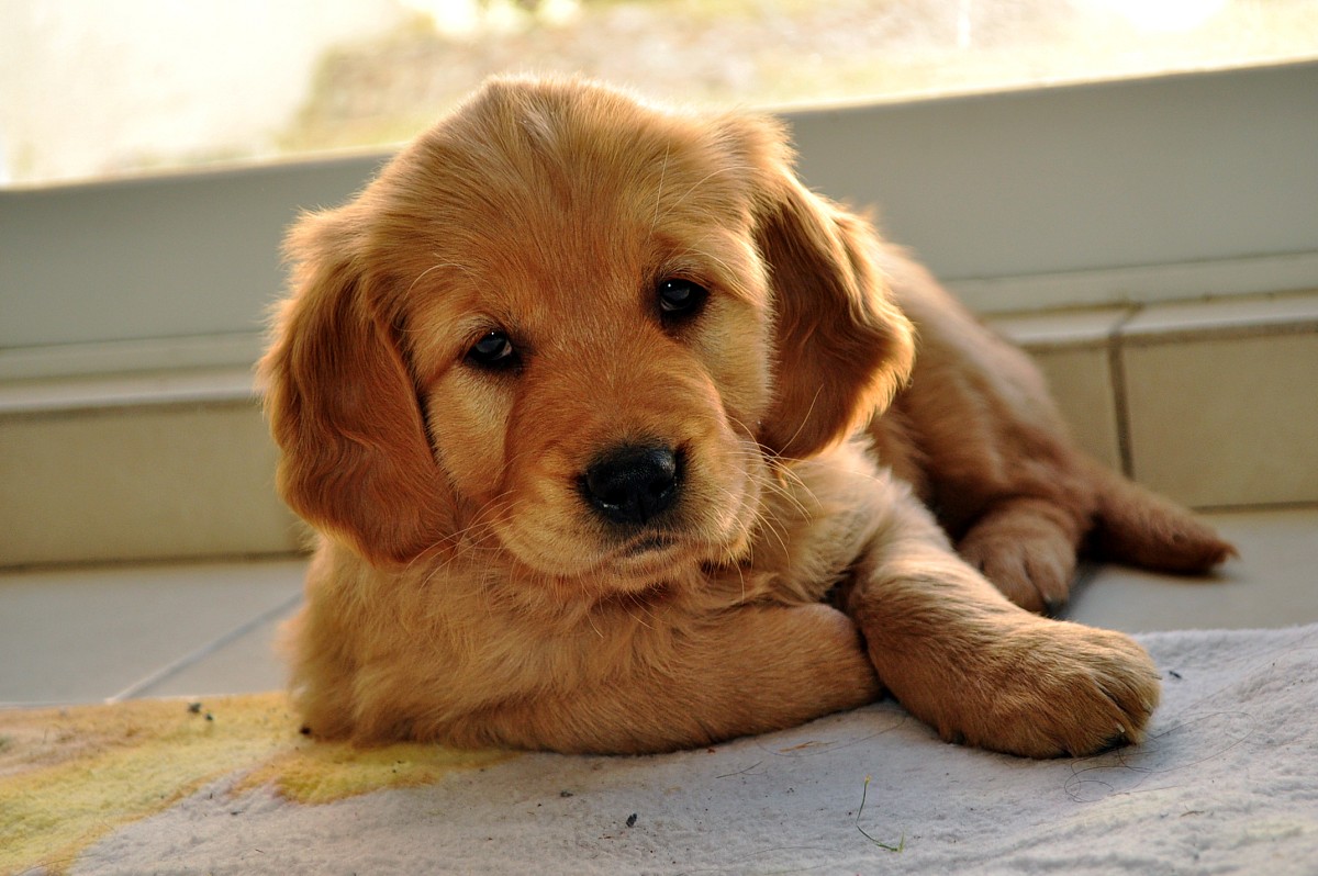 Do you want a cute dog? Provide a foster home for dogs from your local animal shelter. (Photo: Mariana Figueroa/sxc.hu)
