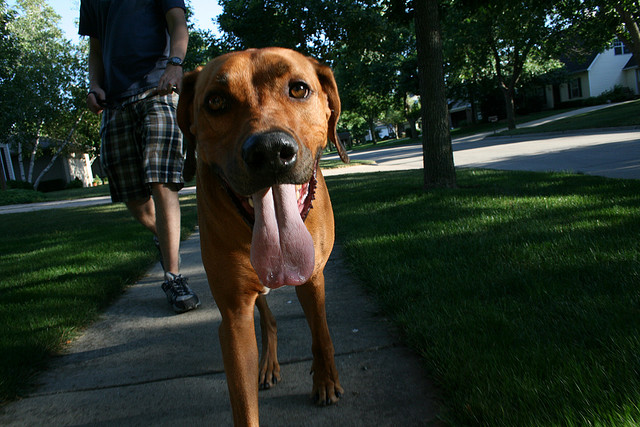 What should you do if your roommate asks you to take care of his dog? Noah Garfinkel advises. (Photo: Jan-Erik Finnberg/Flickr)