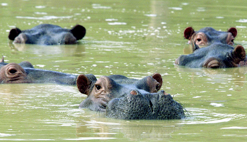 These are the hippos that swim freely on Pablo Escobar's property. Photo: www.ficg/Flickr Creative Commons