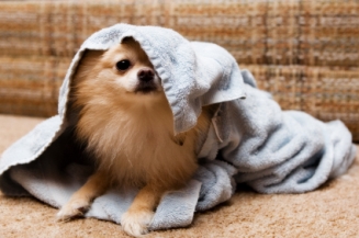 tip_dogintowel2_270ff14c83226e9bafaf7e9b